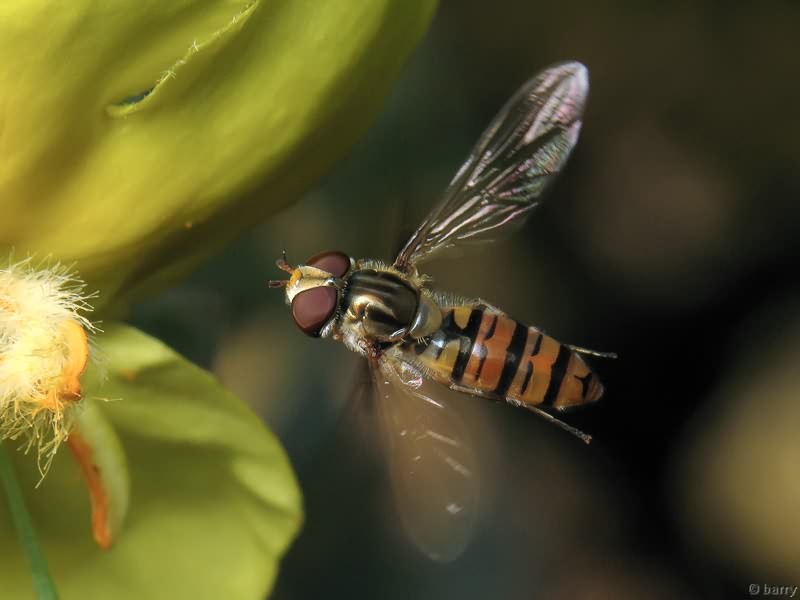 Episyrphus balteatus (De Geer, 1776)
